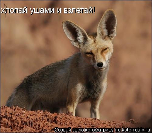 хлопай ушами и взлетай!... Котоматрица: хлопай ушами и взлетай!