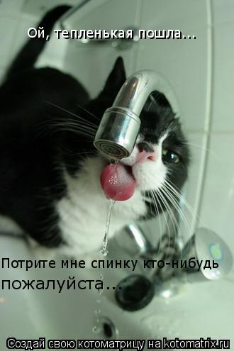 Ой, тепленькая пошла... Потрите мне спинку кто-нибудь пожалуйста...... Котоматрица: Ой, тепленькая пошла... Потрите мне спинку кто-нибудь пожалуйста...