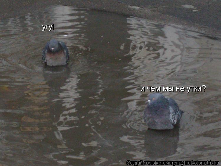 и чем мы не утки? угу!... Котоматрица: и чем мы не утки? угу!