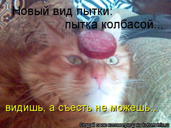 Новый вид пытки: пытка колбасой... видишь, а съесть не можешь...... Котоматрица: Новый вид пытки: пытка колбасой... видишь, а съесть не можешь...