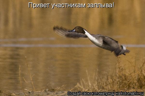 Привет участникам заплыва!... Котоматрица: Привет участникам заплыва!