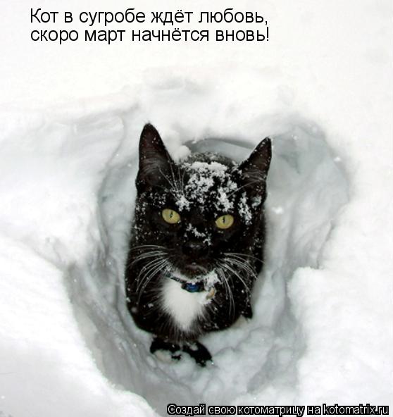 Кот в сугробе ждёт любовь, скоро март начнётся вновь!... Котоматрица: Кот в сугробе ждёт любовь, скоро март начнётся вновь!