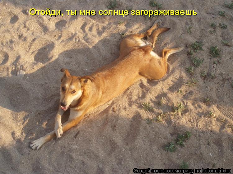 Отойди, ты мне солнце загораживаешь... Котоматрица: Отойди, ты мне солнце загораживаешь