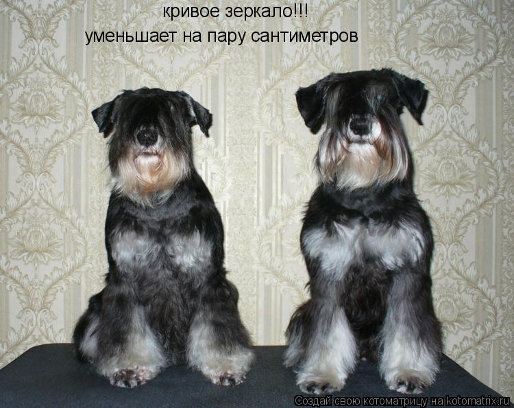 кривое зеркало!!! уменьшает на пару сантиметров... Котоматрица: кривое зеркало!!! уменьшает на пару сантиметров