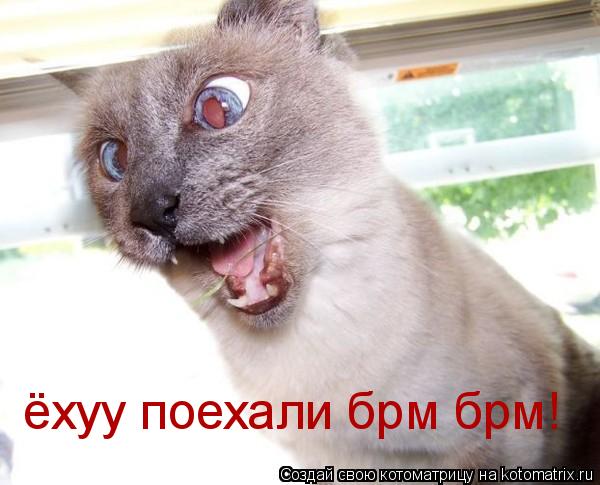 ёхуу поехали брм брм!... Котоматрица: ёхуу поехали брм брм!