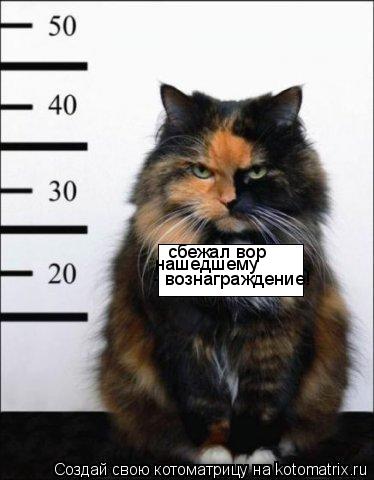 сбежал вор нашедшему - вознаграждение!... Котоматрица: сбежал вор нашедшему - вознаграждение!