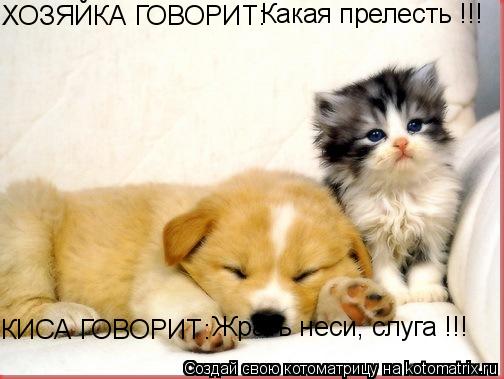 ХОЗЯЙКА ГОВОРИТ: Какая прелесть !!! КИСА ГОВОРИТ: Жрать неси, слуга !!!... Котоматрица: ХОЗЯЙКА ГОВОРИТ: Какая прелесть !!! КИСА ГОВОРИТ: Жрать неси, слуга !!!