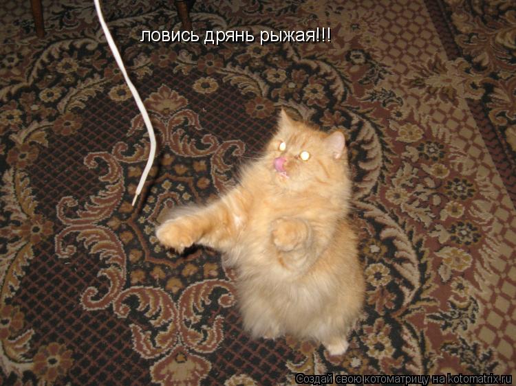 ловись дрянь рыжая!!!... Котоматрица: ловись дрянь рыжая!!!