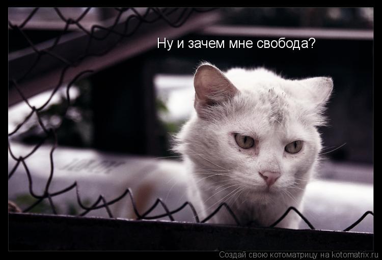 Ну и зачем мне свобода?... Котоматрица: Ну и зачем мне свобода?