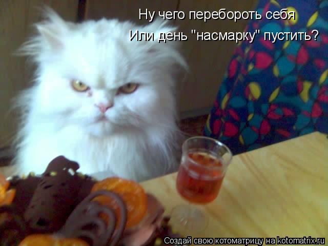 Ну чего перебороть себя Или день "насмарку" пустить?... Котоматрица: Ну чего перебороть себя Или день "насмарку" пустить?