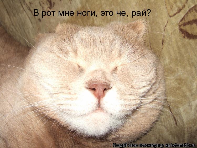 В рот мне ноги, это че, рай?... Котоматрица: В рот мне ноги, это че, рай?