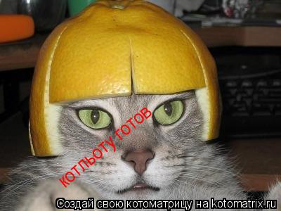 котльоту готов... Котоматрица: котльоту готов
