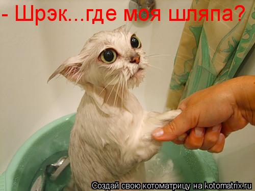 - Шрэк...где моя шляпа?... Котоматрица: - Шрэк...где моя шляпа?
