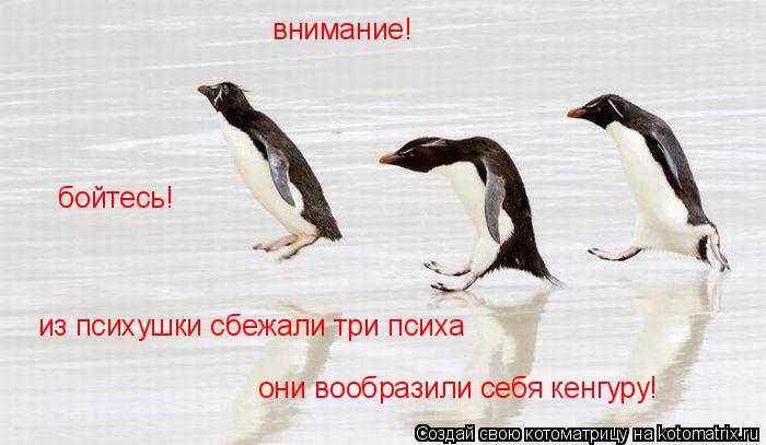 внимание! из психушки сбежали три психа они вообразили себя кенгуру! бойтесь!... Котоматрица: внимание! из психушки сбежали три психа они вообразили себя кенгуру! бойтесь!