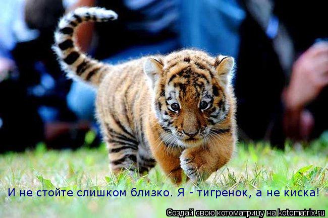 И не стойте слишком близко. Я - тигренок, а не киска!... Котоматрица: И не стойте слишком близко. Я - тигренок, а не киска!