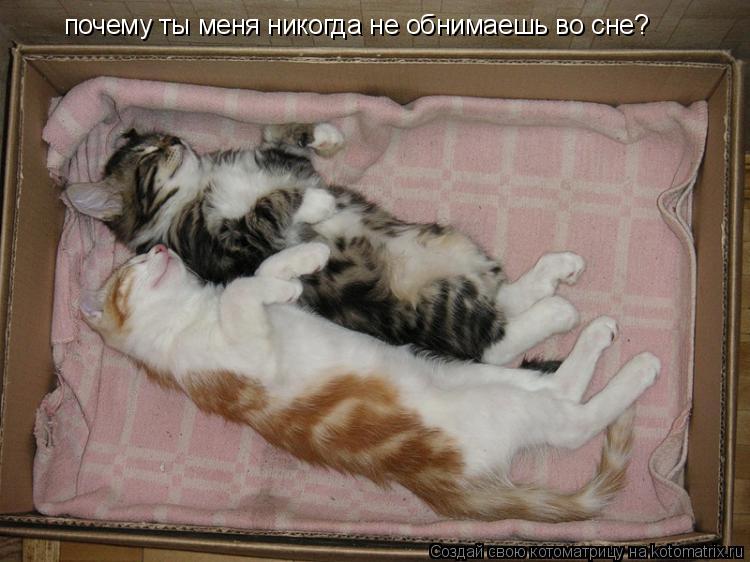 почему ты меня никогда не обнимаешь во сне?... Котоматрица: почему ты меня никогда не обнимаешь во сне?
