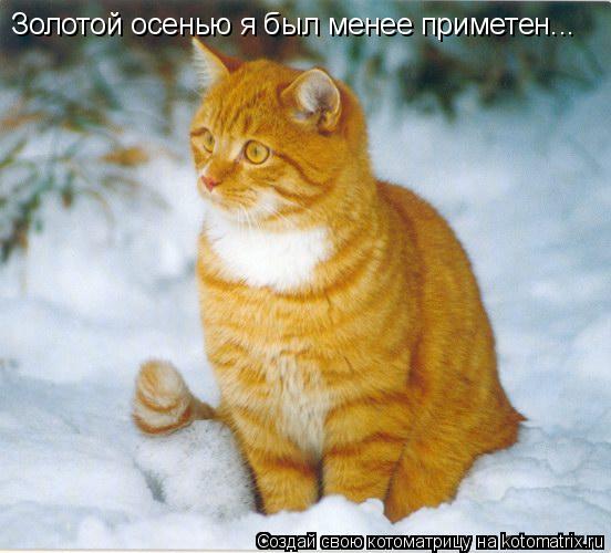 Золотой осенью я был менее приметен...... Котоматрица: Золотой осенью я был менее приметен...