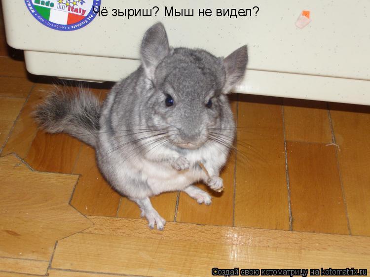 Чё зыриш? Мыш не видел?... Котоматрица: Чё зыриш? Мыш не видел?