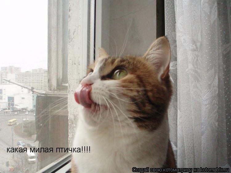 какая милая птичка!!!!... Котоматрица: какая милая птичка!!!!