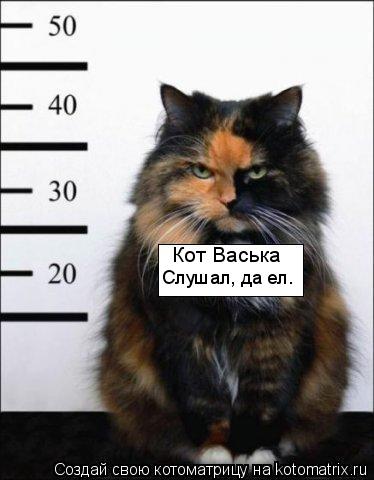 Кот Васька Слушал, да ел.... Котоматрица: Кот Васька Слушал, да ел.