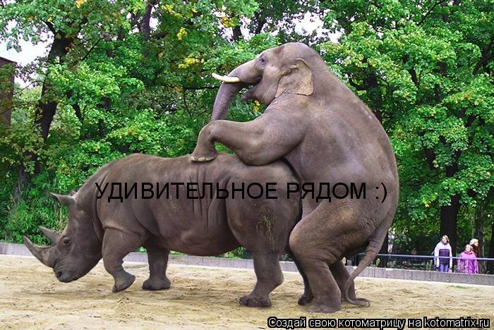 УДИВИТЕЛЬНОЕ РЯДОМ :)... Котоматрица: УДИВИТЕЛЬНОЕ РЯДОМ :)