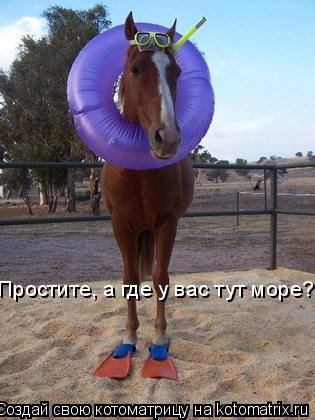 Простите, а где у вас тут море?... Котоматрица: Простите, а где у вас тут море?