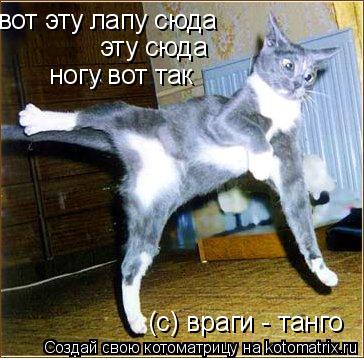 вот эту лапу сюда эту сюда ногу вот так (c) враги - танго... Котоматрица: вот эту лапу сюда эту сюда ногу вот так (c) враги - танго