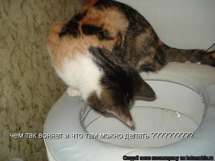 чем так воняет и что там можно делать ??????????... Котоматрица: чем так воняет и что там можно делать ??????????