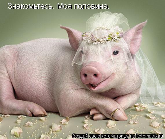 Знакомьтесь. Моя половина.... Котоматрица: Знакомьтесь. Моя половина.