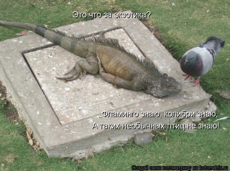 Это что за экзотика? Фламинго знаю, колибри знаю, А таких необычных птиц не знаю!... Котоматрица: Это что за экзотика? Фламинго знаю, колибри знаю, А таких необычных птиц не знаю!