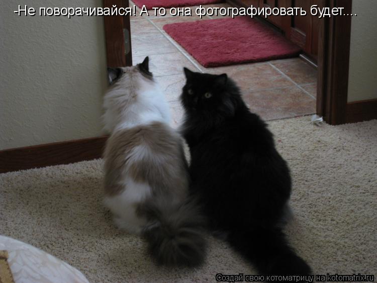-Не поворачивайся! А то она фотографировать будет.... Эх ты! Ну я же говорил не поворачивайся!... Котоматрица: -Не поворачивайся! А то она фотографировать будет.... Эх ты! Ну я же говорил не поворачивайся!