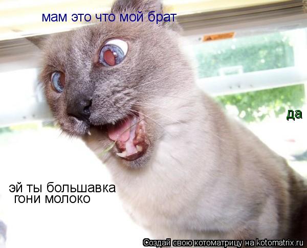 мам это что мой брат да эй ты большавка гони молоко... Котоматрица: мам это что мой брат да эй ты большавка гони молоко