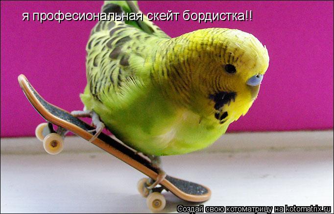 я професиональная скейт бордистка!!... Котоматрица: я професиональная скейт бордистка!!