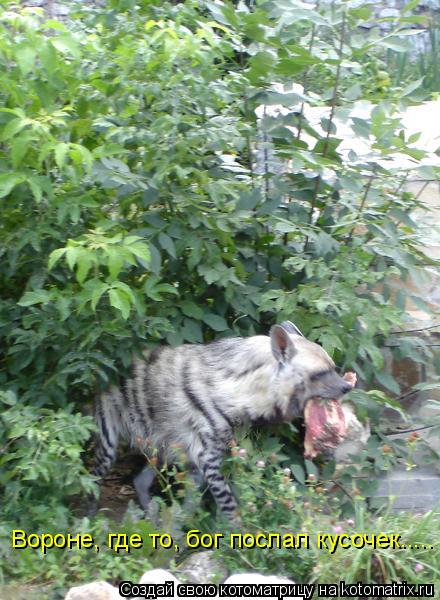 Вороне, где то, бог послал кусочек........ Котоматрица: Вороне, где то, бог послал кусочек.....