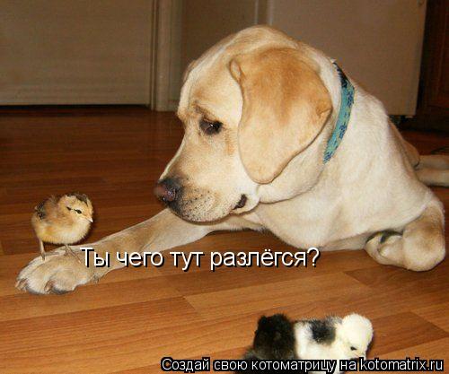 Ты чего тут разлёгся?... Котоматрица: Ты чего тут разлёгся?