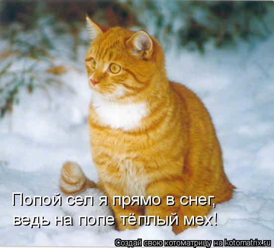 Попой сел я прямо в снег, ведь на попе тёплый мех!... Котоматрица: Попой сел я прямо в снег, ведь на попе тёплый мех!