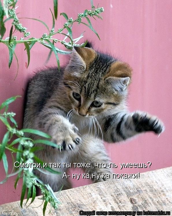 Смотри,и так ты тоже ,что-ль умеешь? А- ну ка,ну ка покажи!... Котоматрица: Смотри,и так ты тоже ,что-ль умеешь? А- ну ка,ну ка покажи!