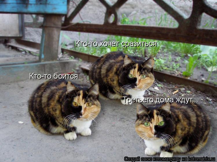 Кто-то хочет сразиться Кто-то боится Третьего дома ждут...... Котоматрица: Кто-то хочет сразиться Кто-то боится Третьего дома ждут...