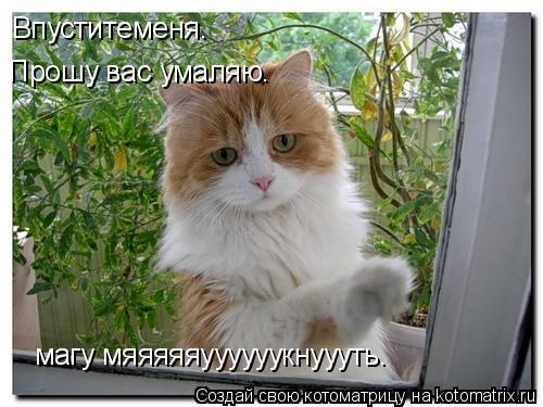 Впуститеменя. Прошу вас умаляю. магу мяяяяяуууууукнуууть.... Котоматрица: Впуститеменя. Прошу вас умаляю. магу мяяяяяуууууукнуууть.