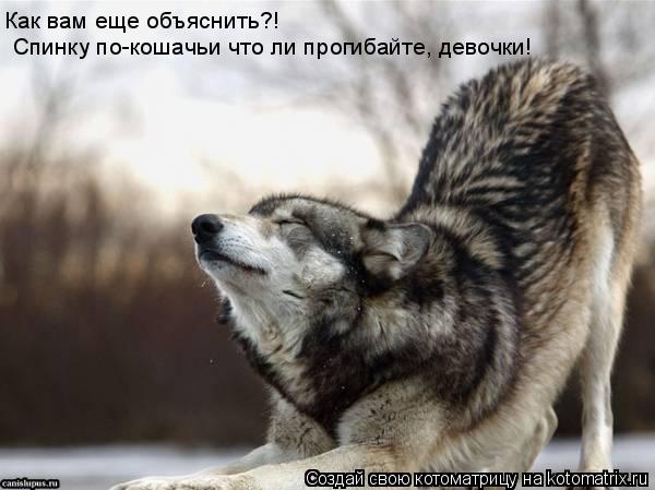 Как вам еще объяснить?! Спинку по-кошачьи что ли прогибайте, девочки!... Котоматрица: Как вам еще объяснить?! Спинку по-кошачьи что ли прогибайте, девочки!