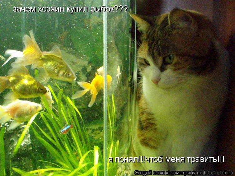 зачем хозяин купил рыбок??? я понял!!!чтоб меня травить!!!... Котоматрица: зачем хозяин купил рыбок??? я понял!!!чтоб меня травить!!!