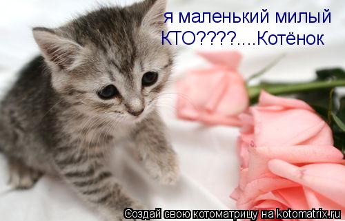я маленький милый я маленький милый КТО????....Котёнок КТО????....Котёнок... Котоматрица: я маленький милый я маленький милый КТО????....Котёнок КТО????....Котёнок
