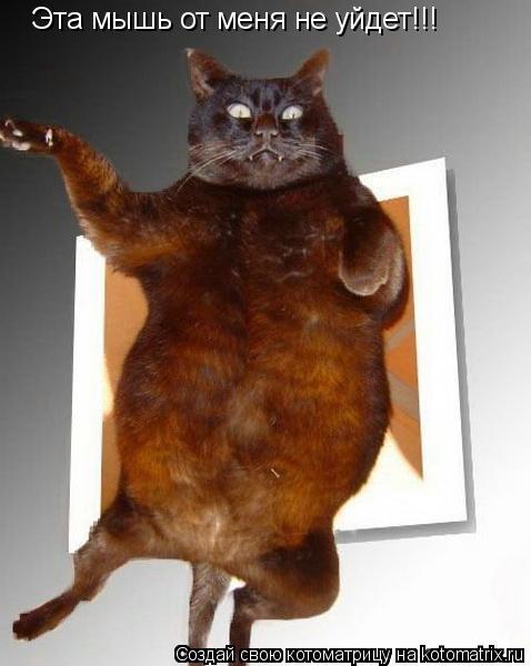 Эта мышь от меня не уйдет!!!... Котоматрица: Эта мышь от меня не уйдет!!!