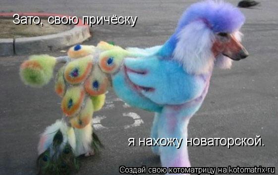 Зато, свою причёску я нахожу новаторской.... Котоматрица: Зато, свою причёску я нахожу новаторской.