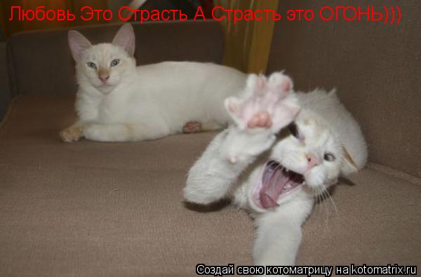 Любовь Это Страсть А Страсть это ОГОНЬ)))... Котоматрица: Любовь Это Страсть А Страсть это ОГОНЬ)))