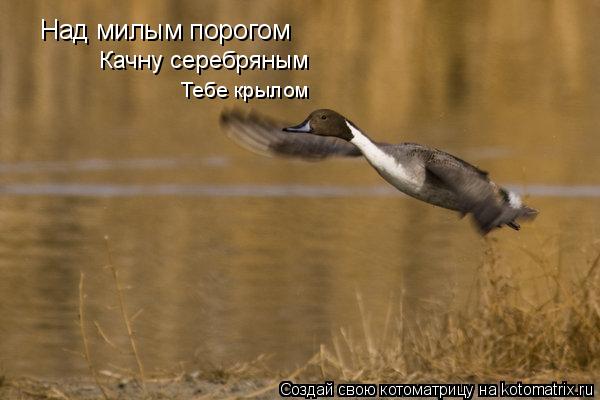 Над милым порогом Качну серебряным Тебе крылом... Котоматрица: Над милым порогом Качну серебряным Тебе крылом