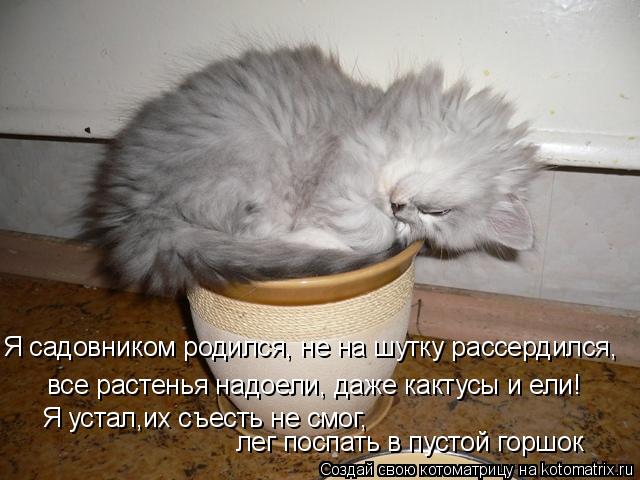 Я садовником родился, не на шутку рассердился, все растенья надоели, даже кактусы и ели! Я устал,и... Котоматрица: Я садовником родился, не на шутку рассердился, все растенья надоели, даже кактусы и ели! Я устал,их съесть не смог, лег поспать в пустой гор