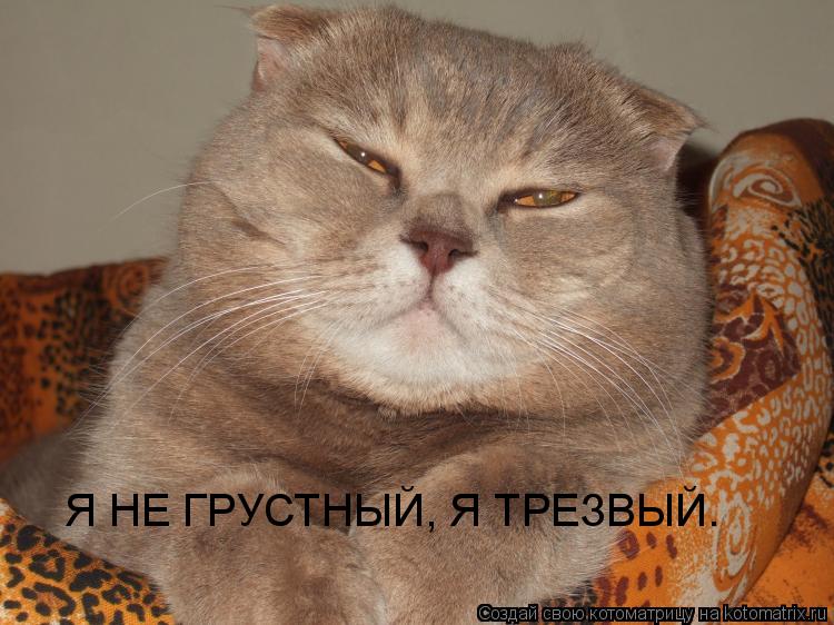 Я НЕ ГРУСТНЫЙ, Я ТРЕЗВЫЙ.... Котоматрица: Я НЕ ГРУСТНЫЙ, Я ТРЕЗВЫЙ.