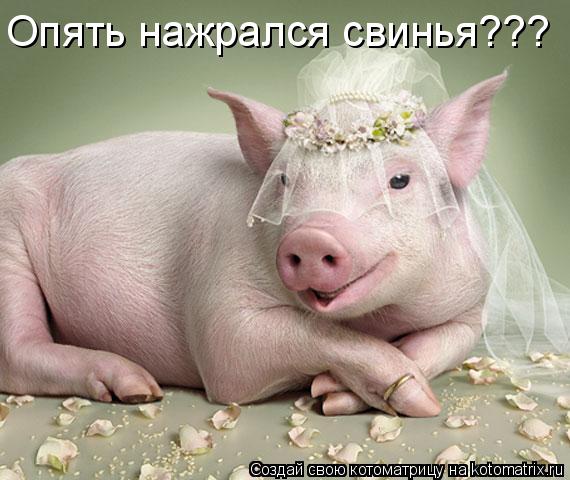 Опять нажрался свинья???... Котоматрица: Опять нажрался свинья???