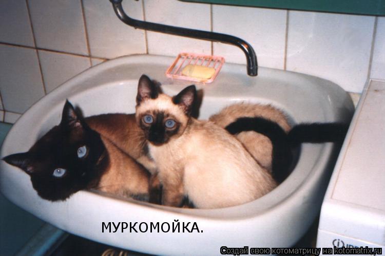 МУРКОМОЙКА.... Котоматрица: МУРКОМОЙКА.